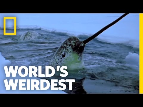 Are narwhals dangerous?