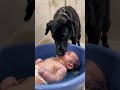 Big black dog takes care of baby and takes bath