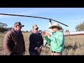 jaw dropping goat mustering in nsw