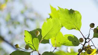 Crataegus viridis ‘Winter King’ -  Winter King Hawthorn