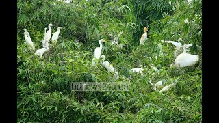 ঘুরে আসতে পারেন সিলেটের অলৌকিক পাখি বাড়ি । সিলেটের বিস্ময়কর পাখি বাড়ি । A Mysterious Bird's House