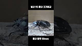 왕사슴벌레 vs 넓적사슴벌레 크기는 얼마나 차이가 날까?  #insects #bugs #왕사슴벌레 #넓적사슴벌레 #tfif