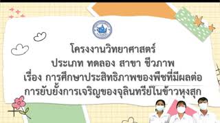 โครงงานวิทยาศาสตร์  เรื่อง การศึกษาประสิทธิภาพของพืชในการยับยั้งการเจริญของจุลินทรีย์ในข้าวหุงสุก