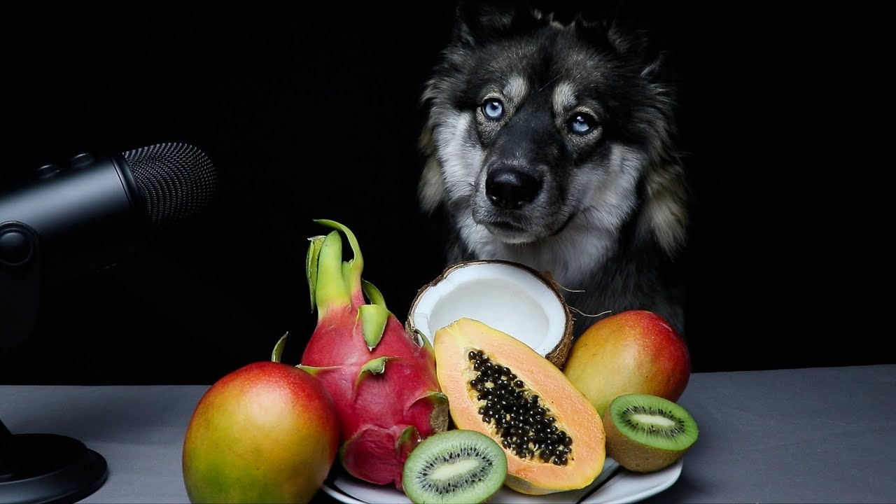 Asmr Dog Reviewing Exotic Fruits Youtube