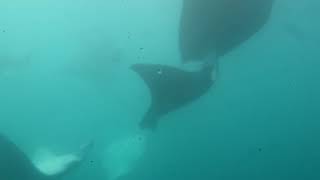 Dancing Mantas Yap Micronesia    ヤップ島 ミクロネシア マンタの交尾の舞