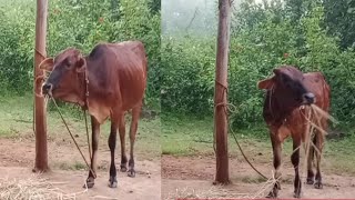 ನಾನು ದಿನಾಲೂ ಒಂದು ಗಂಟೆಯಲ್ಲಿ ಮಾಡುವ ಕೆಲಸ ಕುಕ್ಕರ್ ಬಗ್ಗೆ ಒಂದು ಸಣ್ಣ ಟಿಪ್ಸ್