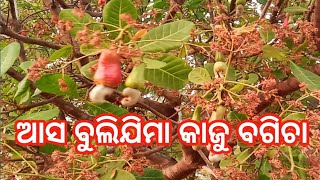 ଆସୁନ୍ ବୁଲିଯିମା କାଜୁ ବଗିଚା ।Let's Visit a Cashue Farm |Benifit Of Cashew Nuts |