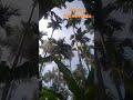 areca farmer spray in kannada karyon organic farming farming