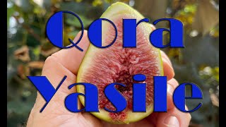 Qora Yasile - A Stella/Dalmatie type fig variety (with comparison to other Dalmatie types)