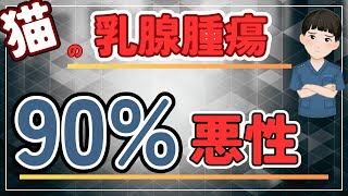 【獣医師解説】猫の乳腺腫瘍は危険！悪性率の高さと飼い主が知るべき対策