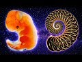 Golden Ratio 432 Hz Miracle Music: 12'000 Hz Activate Kundalini Power Gold Energy ♡ The Code Of God