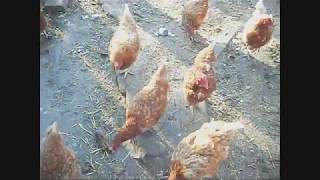 Собираем яйца.