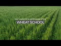 wheat school heat takes a bite out of wheat