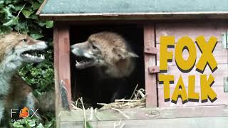 Fox Talk - The most important fox vocalizations