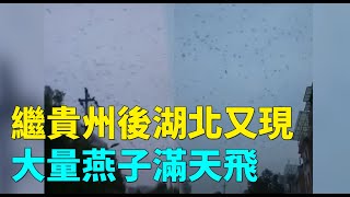 繼9月8日貴州樂山現大量麻雀天空聚集盤旋後，9月12日湖北宜昌市秭歸縣天空又現大量燕子滿天飛| ＃大紀元新聞網