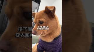 孩子溜肩怎么办 中华田园犬 狗狗 萌宠出道计划