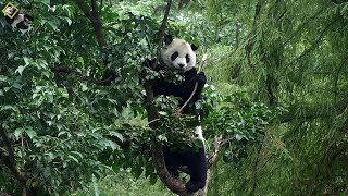 20191110 茄苳果的好滋味，讓圓仔吃上癮 The Giant Panda Yuan Zai