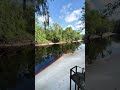 beautiful day on the suwannee river in jasper fl. nature shorts river suwannee