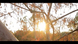 Climbing a 65 Ft. Tree 4k