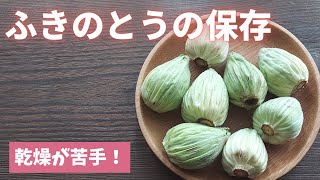 【ふきのとうの保存】春の味覚をおいしく長持ち/山菜の保存