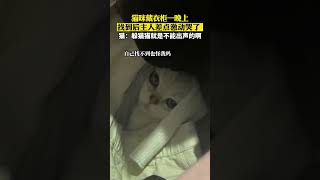 猫咪躲猫猫藏衣柜里一晚上，主人找到后激动的差点哭了