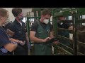 K-State of Mind: The Humanitarian Veterinarian - Livestock