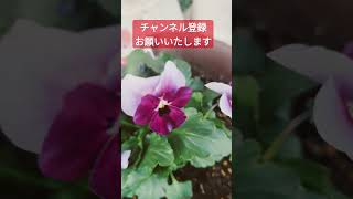 見元園芸さんのビオラ植えました