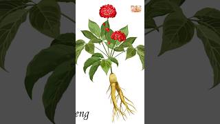 Canadian Ginseng: Your Health's Best Friend