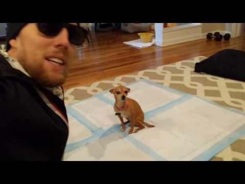 🚹🦊 Teach your dog to potty in the House 2 🚹🦊 Teach your dog to potty in the House 2