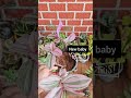 in 2025 tradescantia nanouk pink new baby shorts flowers gardening plant