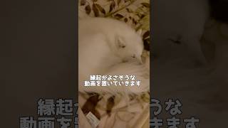 【白狐様みたいな犬】この動画が縁起がいいかどうか決めるのはあなた次第だ(笑)  #shorts #日本スピッツ　#2025