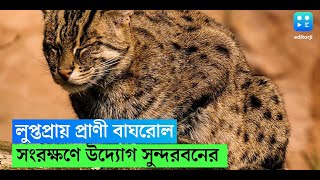 Sundarban Fishing Cat লুপ্তপ্রায় প্রাণী সংরক্ষণে জোর,সুন্দরবনে বাঘরোল সুমারিতে গণনা হল ৩৬৫টি প্রাণী