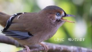 外来種　ヒゲガビチョウ