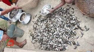 CHURNI RIVER FISH