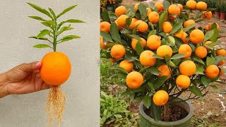 New Technique - Grow Orange Tree From Orange🍊