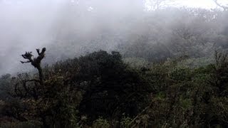 Canopy in the Clouds