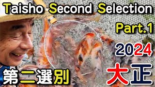 【錦鯉】大正三色 第二選別 第1弾 2024 Taisho sanke Second Selection  2024 Part1【Koi】