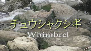 チュウシャクシギ　Whimbrel