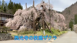 桜の動画＃６　枝垂ザクラの風景