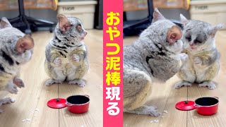 しれっとおやつを奪う猿と、奪われる猿。A monkey stealing snacks and a monkey having snacks stolen from him.