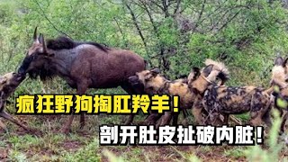 疯狂野狗掏肛羚羊！剖开肚皮扯破内脏！几口吞咽整只猎物