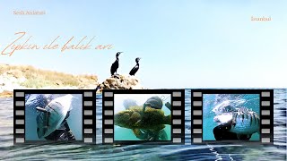 Black coastal hunting - Sea of ​​Marmara / Istanbul Diving / Spearfishing / spearfishing/Audio narra