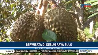 Wisata durian otong di kebun raya Bulo Polewali Mandar