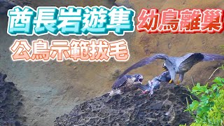 2023年酋長岩遊隼_EP25_幼鳥離巢_公鳥示範怎麼拔毛_Falco peregrinus_2023年5月6日(B)