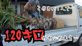 【ドライガーデン】120キロのヤシの木との壮絶な闘い