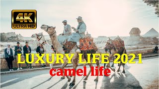DESSERT Documentary -CAMEL LIFE, Luxury Life | World King 👑 life expo 💲 BILLIONAIRE 👑LIFE EXPO