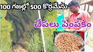 100 yards land in 500 murrel fish farming in telugu-100 గజాల స్థలం లో 500 కొర్రమెను చేపల పెంపకం