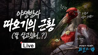 [🔴LIVE] KBS 야생탐사 프로젝트 와일드맵2 - \