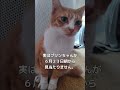 地域猫活動をしています😻一代限りの命を温かく見守っていただけますと幸いです🍀【犬猫殺処分率ワースト 2020年度 の長崎県で殺処分ゼロを目指すチャンネル】