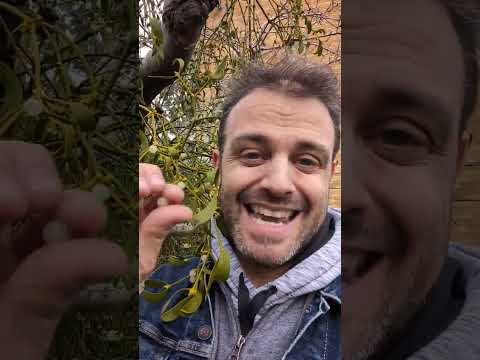 The True Meaning Of Mistletoe - YouTube